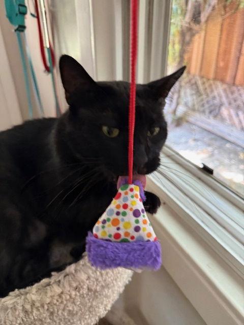 Big (Courtesy Post), a Adoptable Domestic Short Hair in San Jose, CA image 4/6