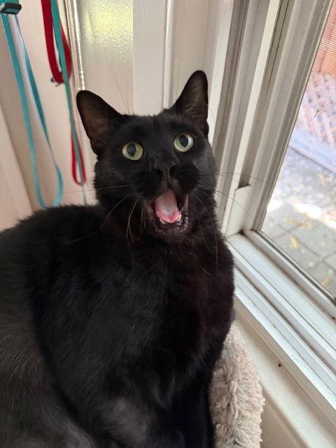 Big (Courtesy Post), a Adoptable Domestic Short Hair in San Jose, CA image 3/3