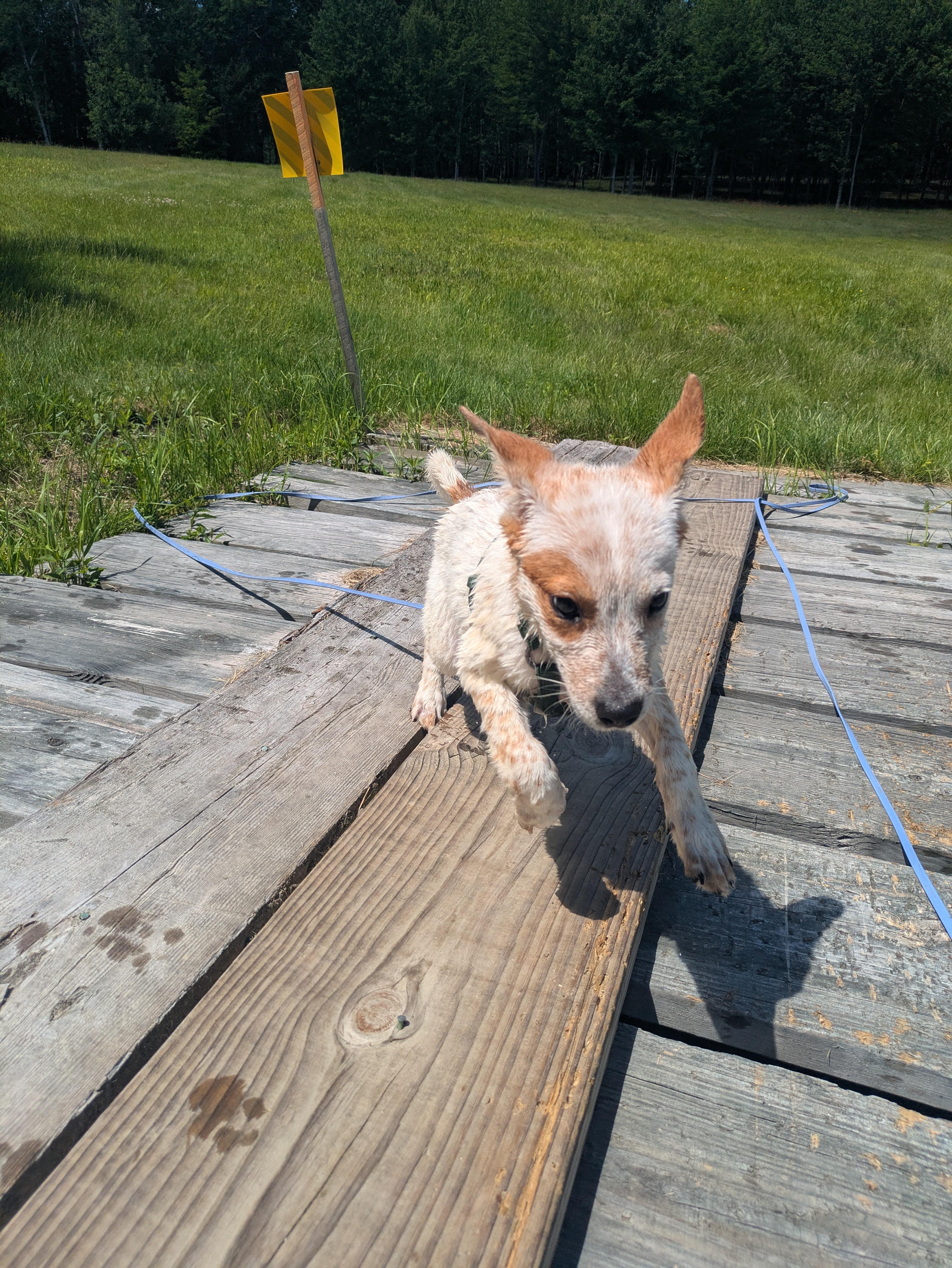 Jacob, Adoptable, Puppy Male Australian Cattle Dog / Blue Heeler.
