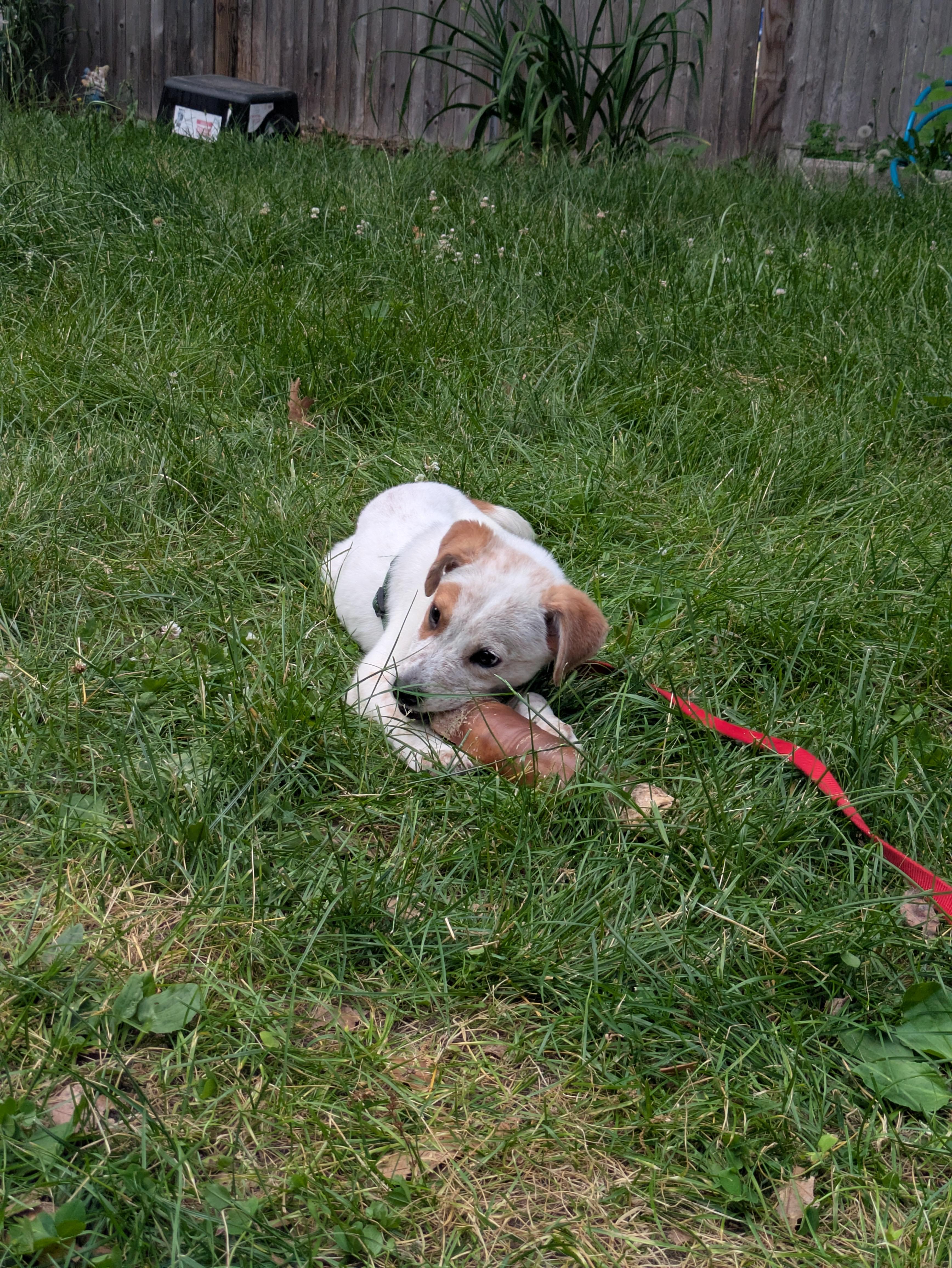 Jacob, a Adoptable Australian Cattle Dog / Blue Heeler in Nashua, NH image 2/3