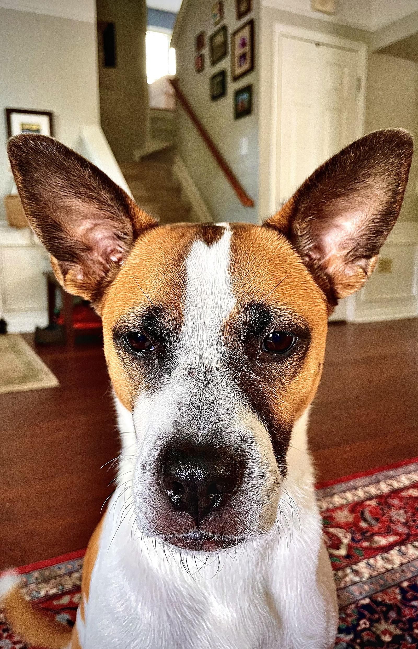 Lola, a Adoptable mixed breed in Holly Springs, NC image 1/3