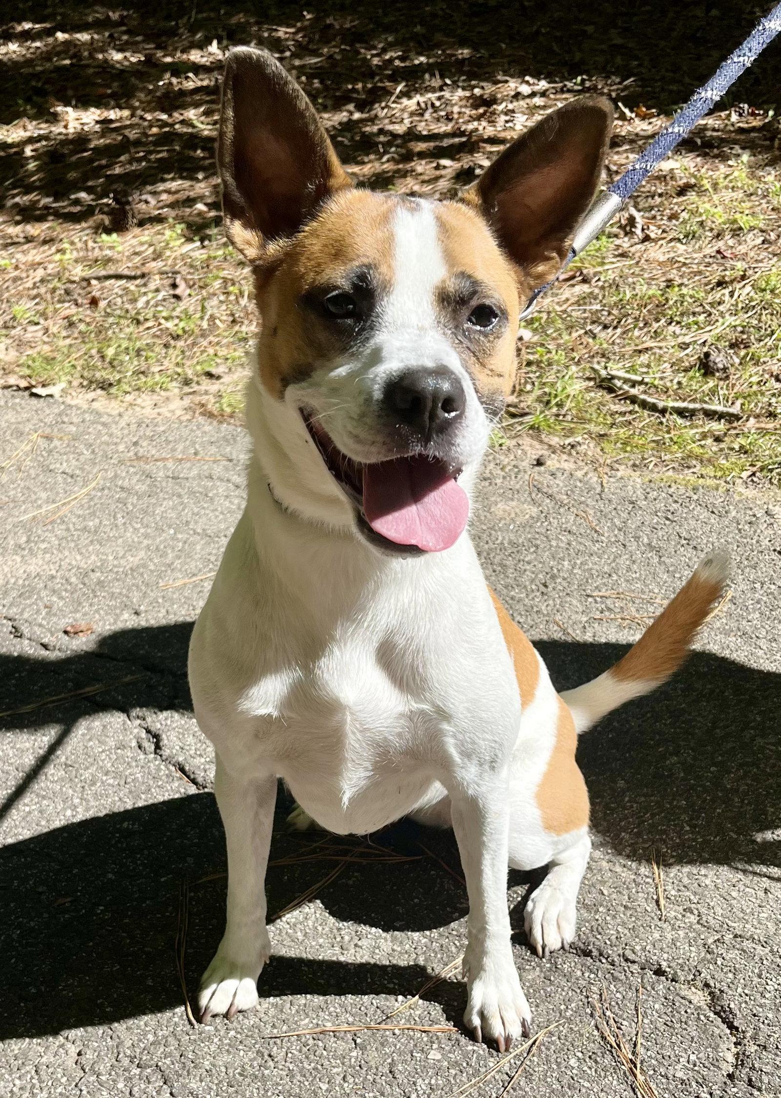 Enlarge Lola b, a Adoptable mixed breed in Holly Springs, NC image 1/3
