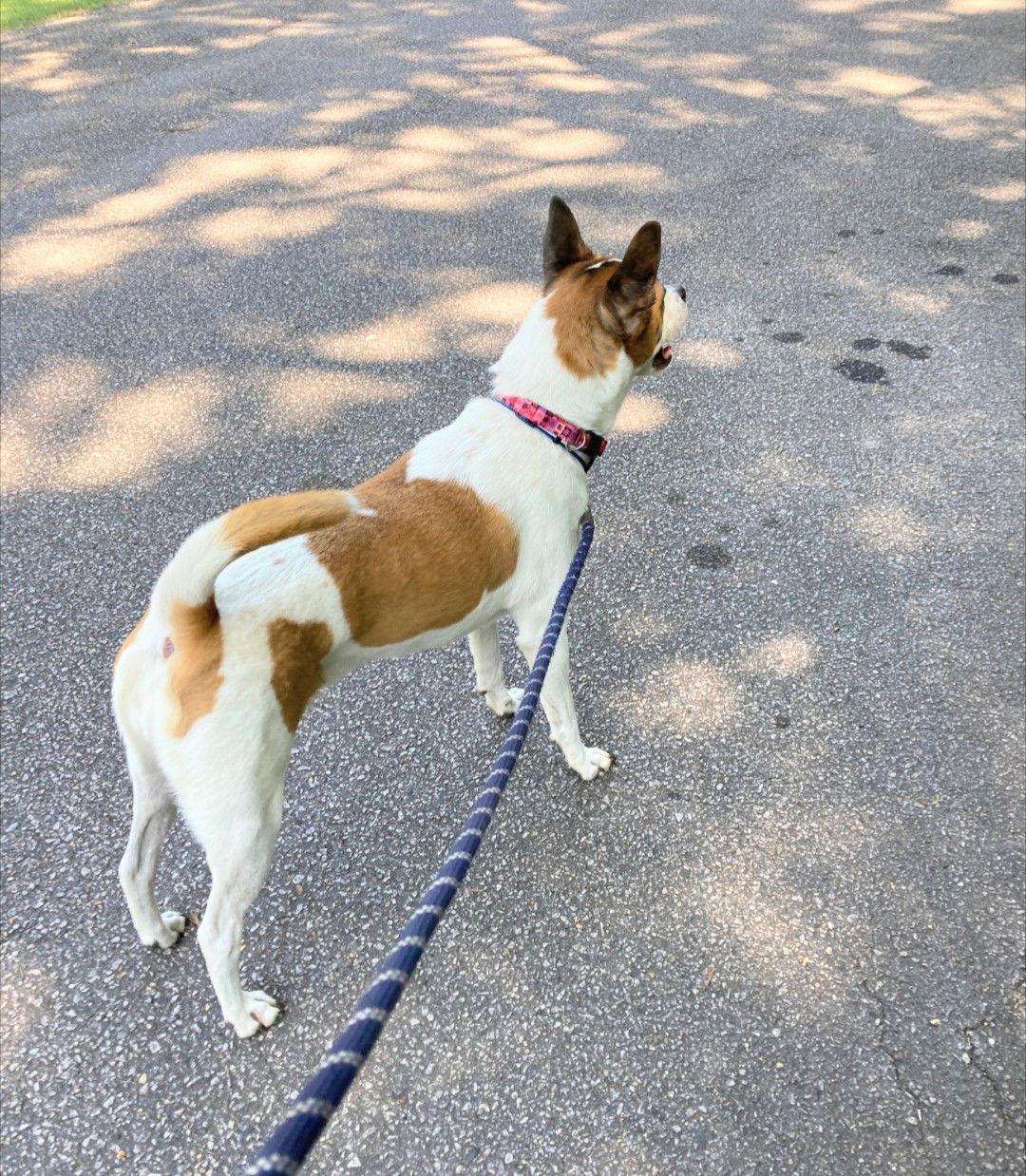 Enlarge Lola, a Adoptable mixed breed in Holly Springs, NC image 1/3