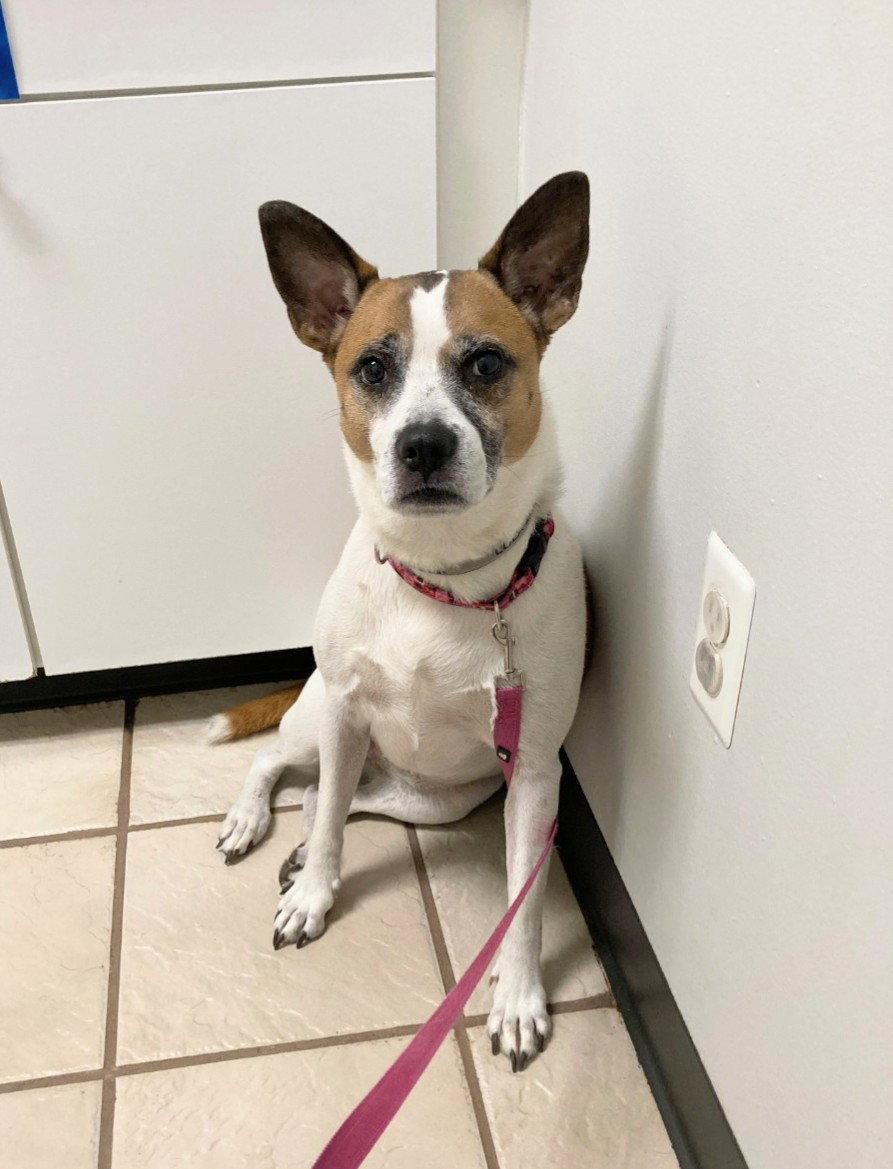 Lola b, Adoptable, Adult Female Boxer & Cattle Dog.