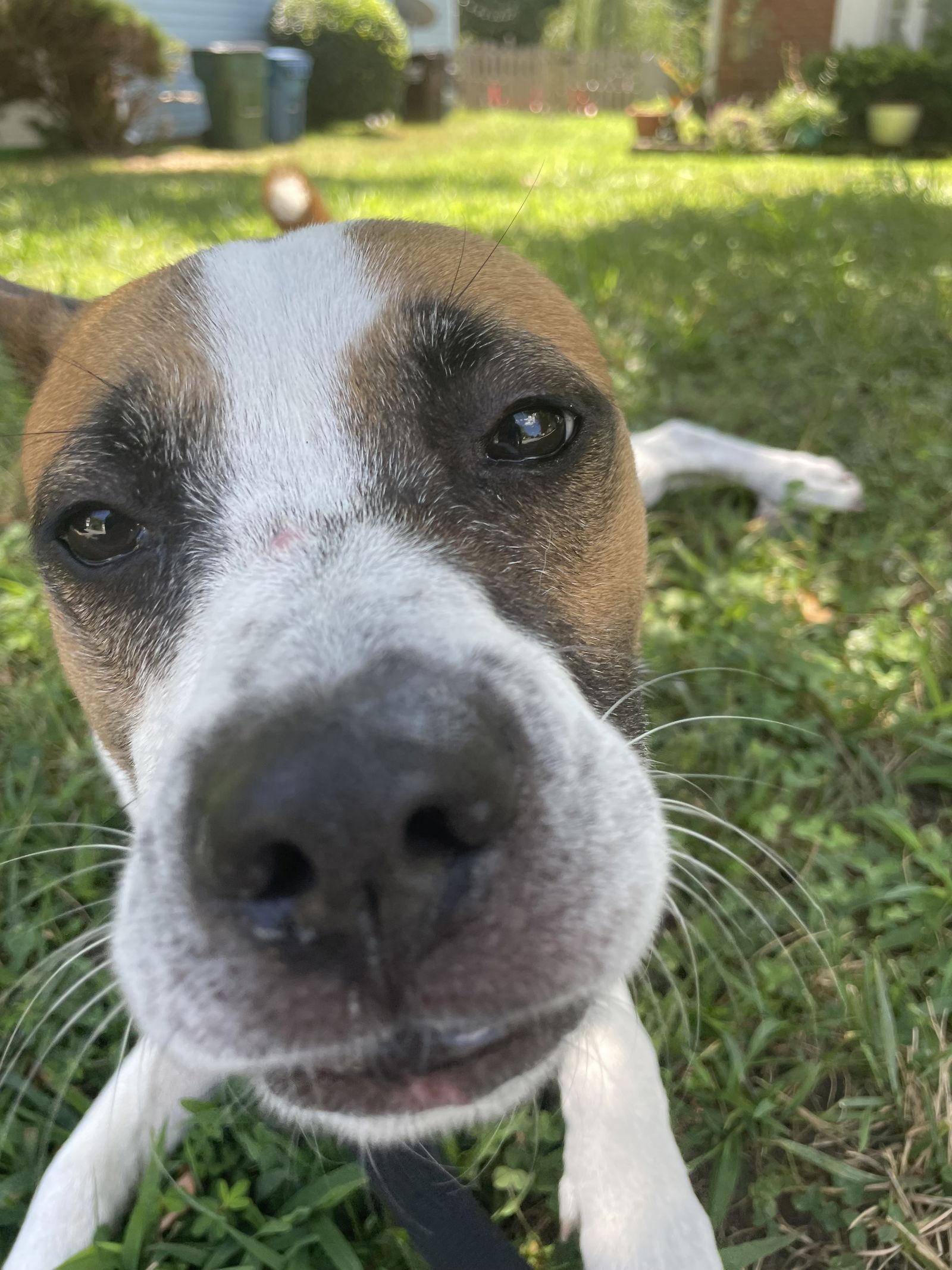 Lola, a Adoptable mixed breed in Holly Springs, NC image 3/3