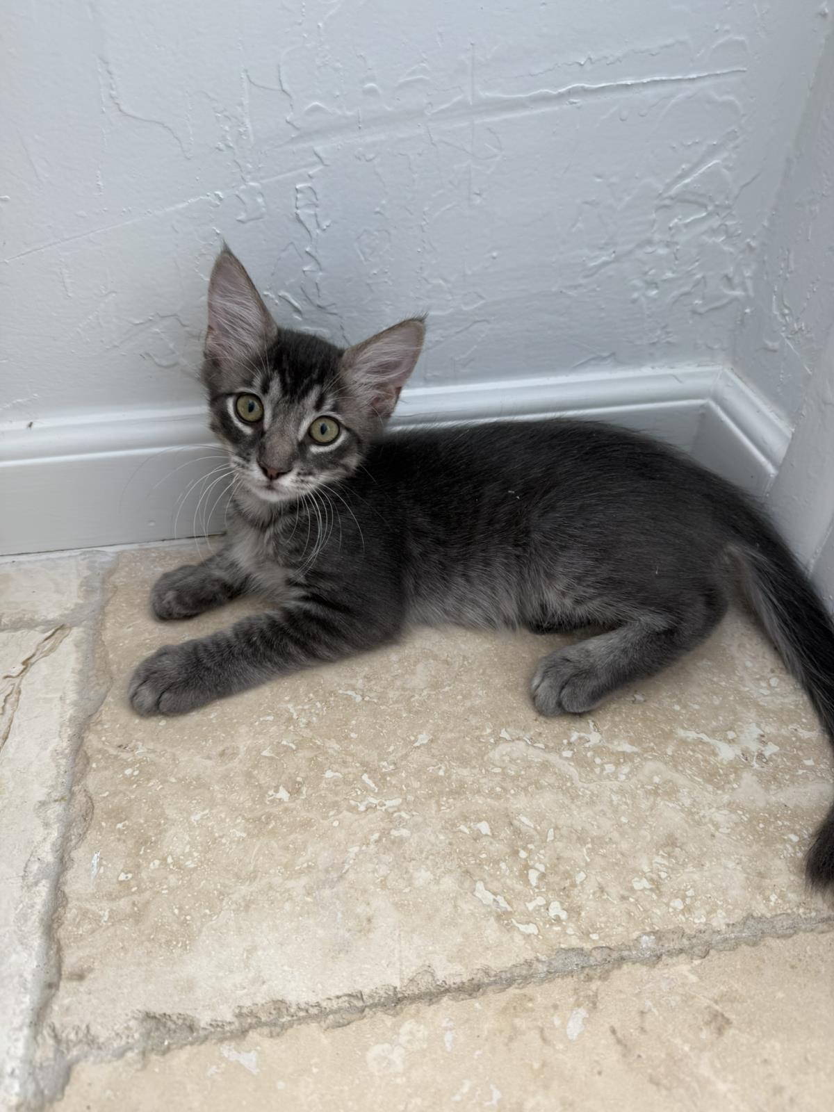 Enlarge Donner Ferguson Bonded To Qupid, a Adoptable Domestic Medium Hair in Chandler, AZ image 1/3