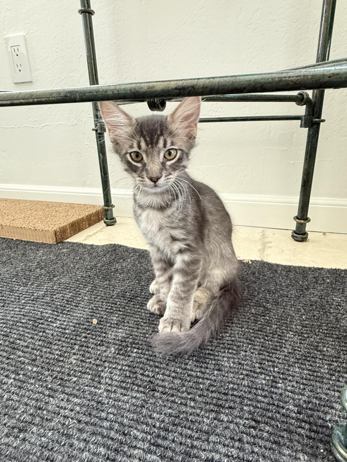 Enlarge Donner Ferguson Bonded To Qupid, a Adoptable Domestic Medium Hair in Chandler, AZ image 2/3