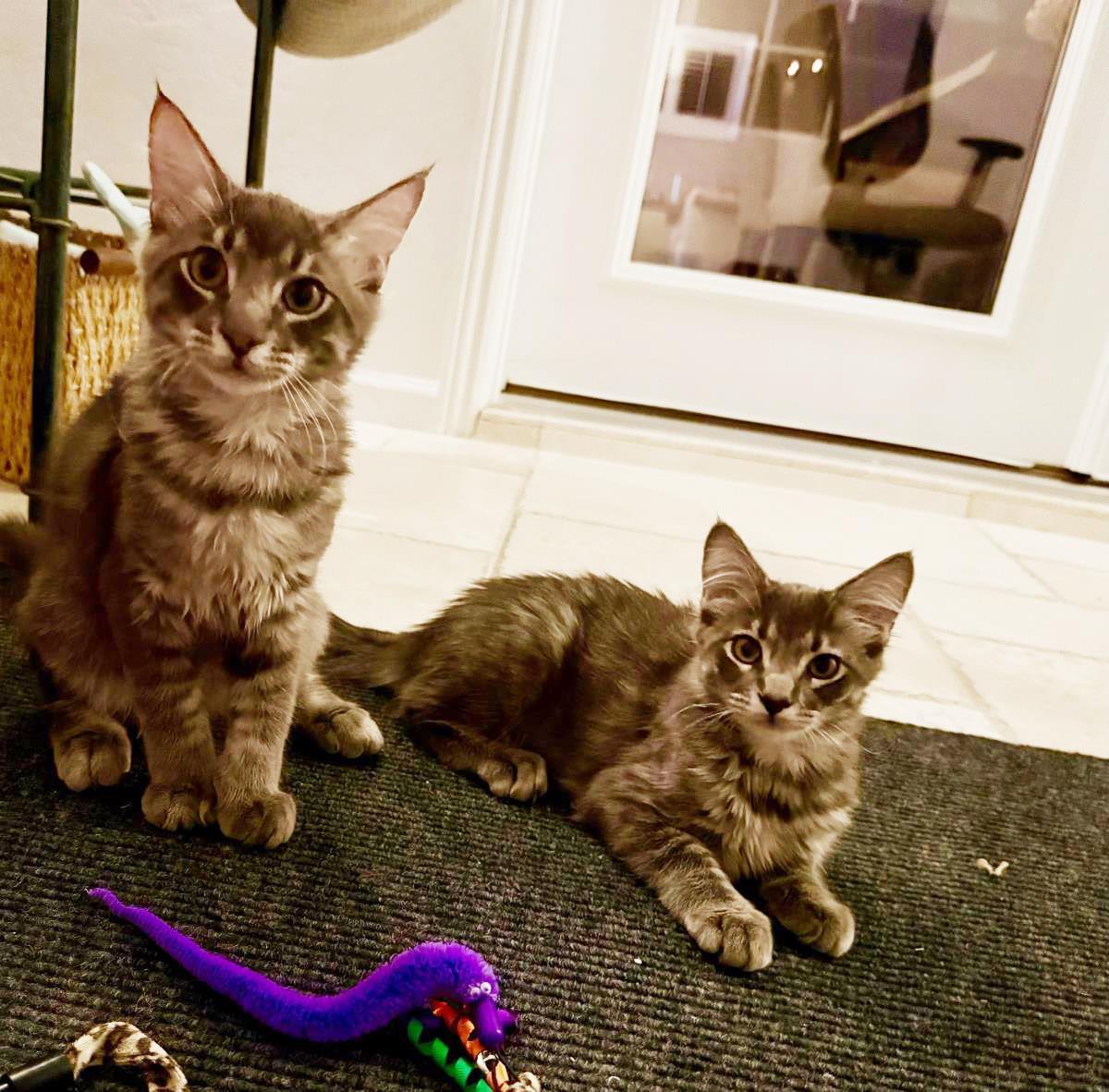 Enlarge Donner Ferguson Bonded To Qupid, a Adoptable Domestic Medium Hair in Chandler, AZ image 3/3