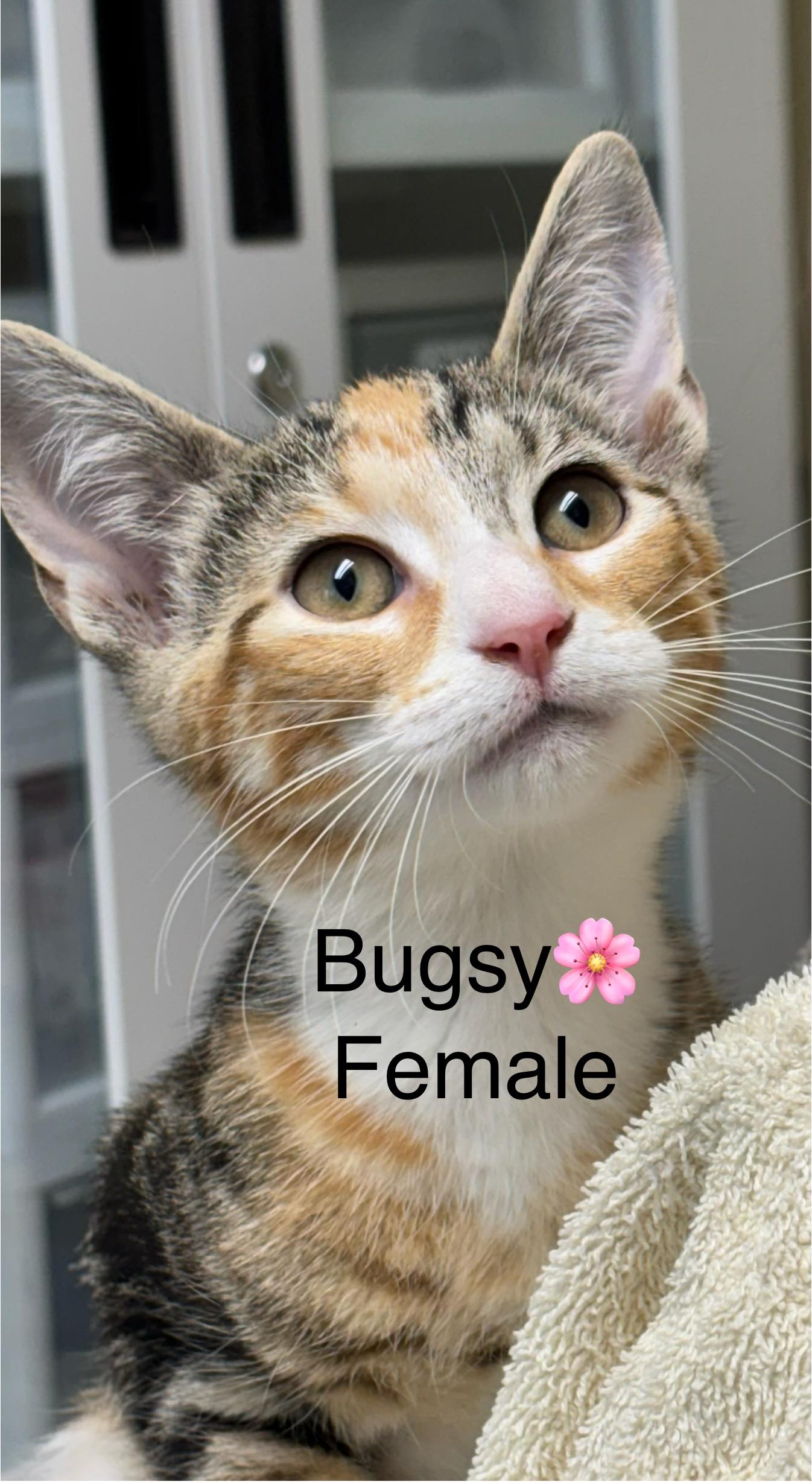 Bugsy, an adoptable Domestic Short Hair in Calais, ME, 04619 | Photo Image 1