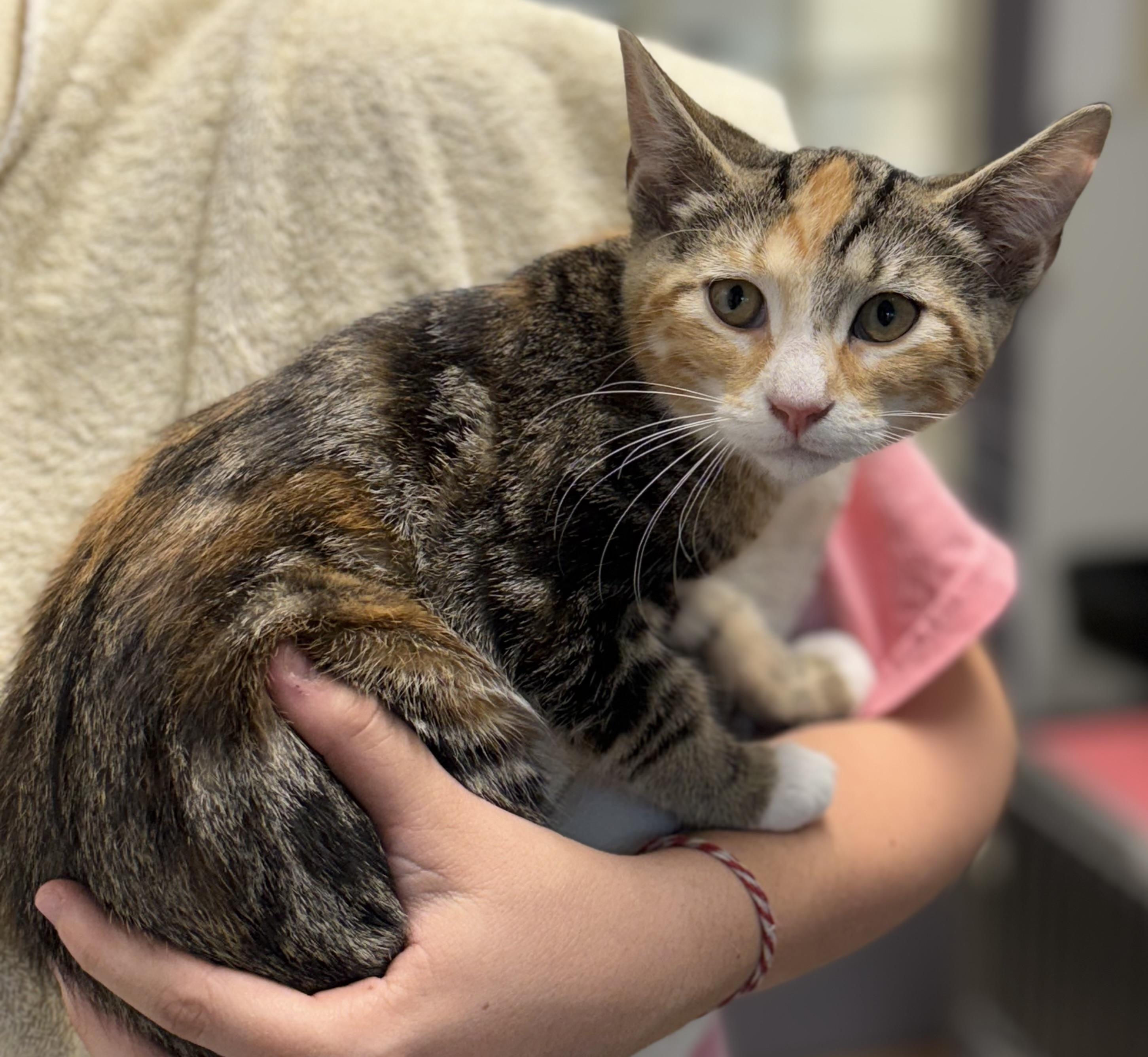 Bugsy, an adoptable Domestic Short Hair in Calais, ME, 04619 | Photo Image 4