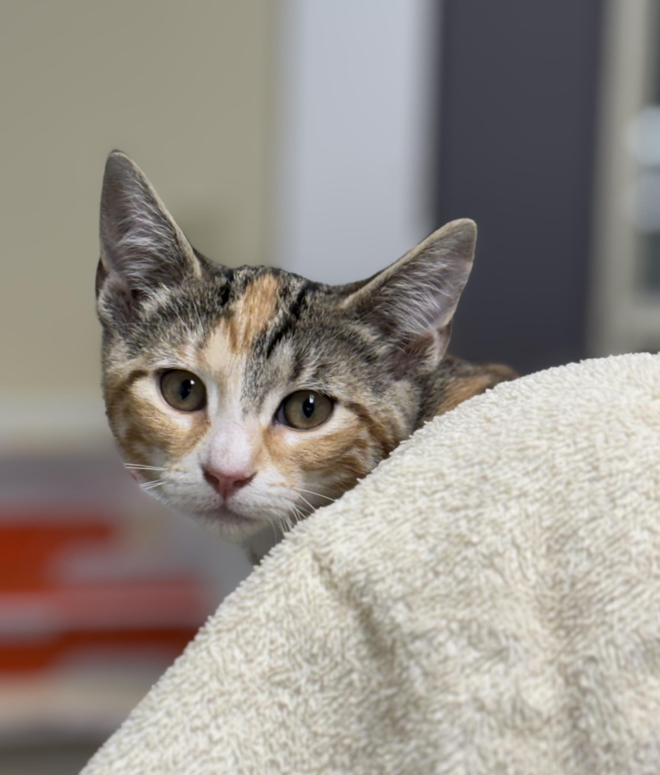 Bugsy, an adoptable Domestic Short Hair in Calais, ME, 04619 | Photo Image 3