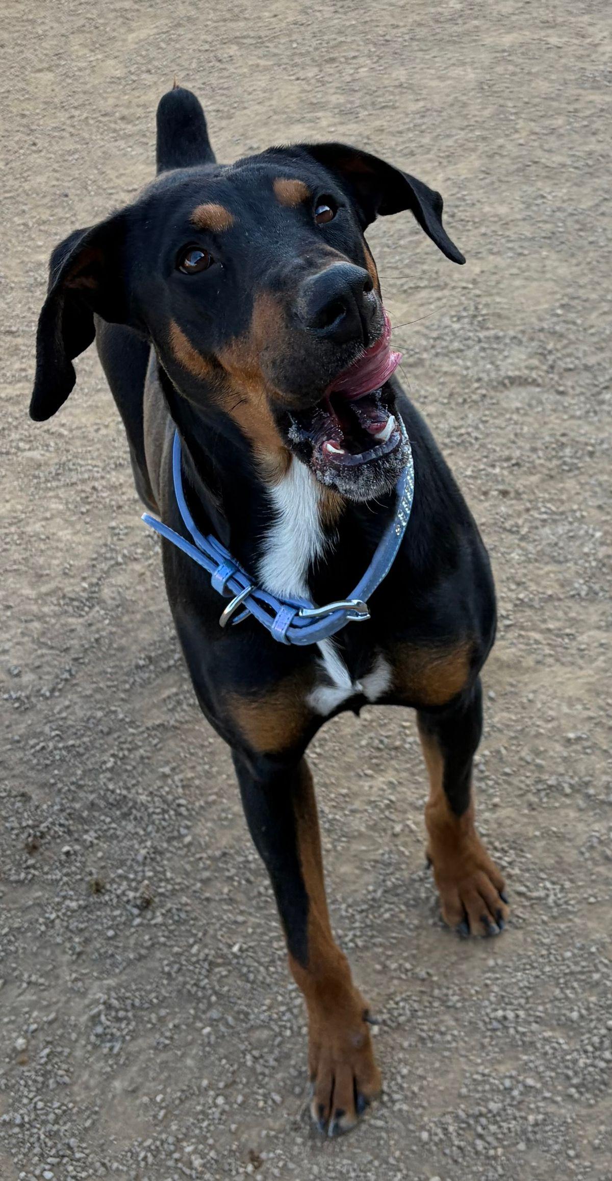 Enlarge Prancer, a Adoptable Doberman Pinscher in Kingman, AZ image 1/3