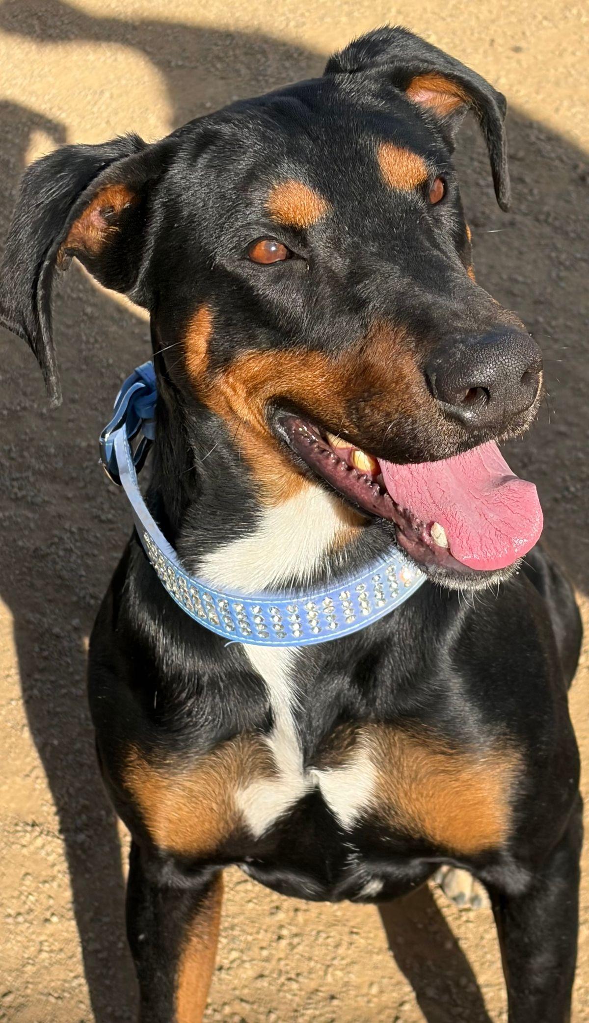 Enlarge Prancer, a Adoptable Doberman Pinscher in Kingman, AZ image 2/3