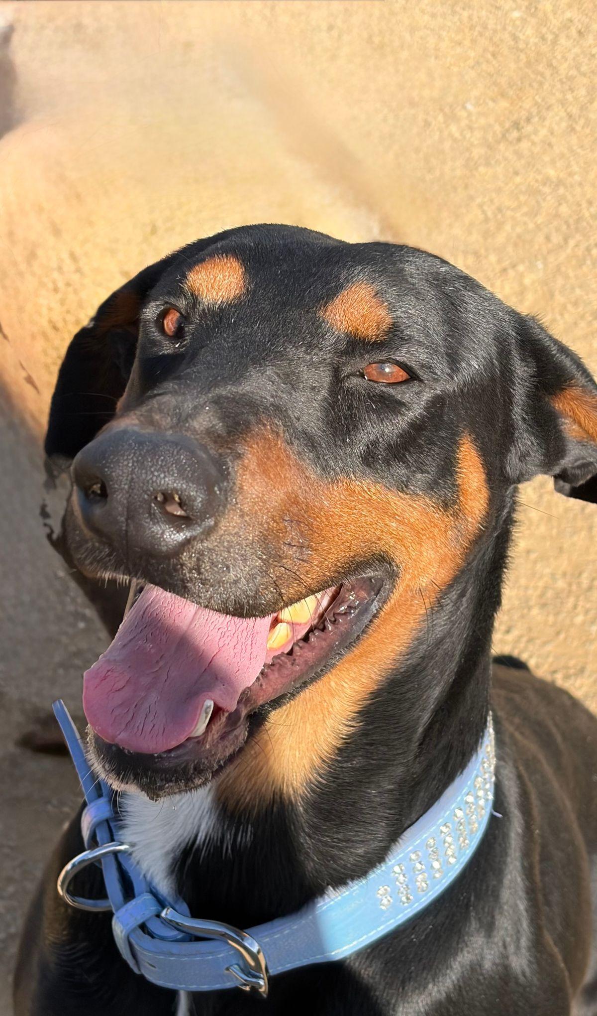 Enlarge Prancer, a Adoptable Doberman Pinscher in Kingman, AZ image 3/3