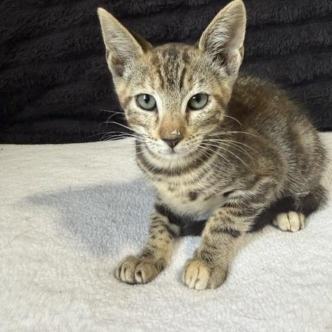 LOGAN, ADOPTABLE, Kitten Female Tabby.