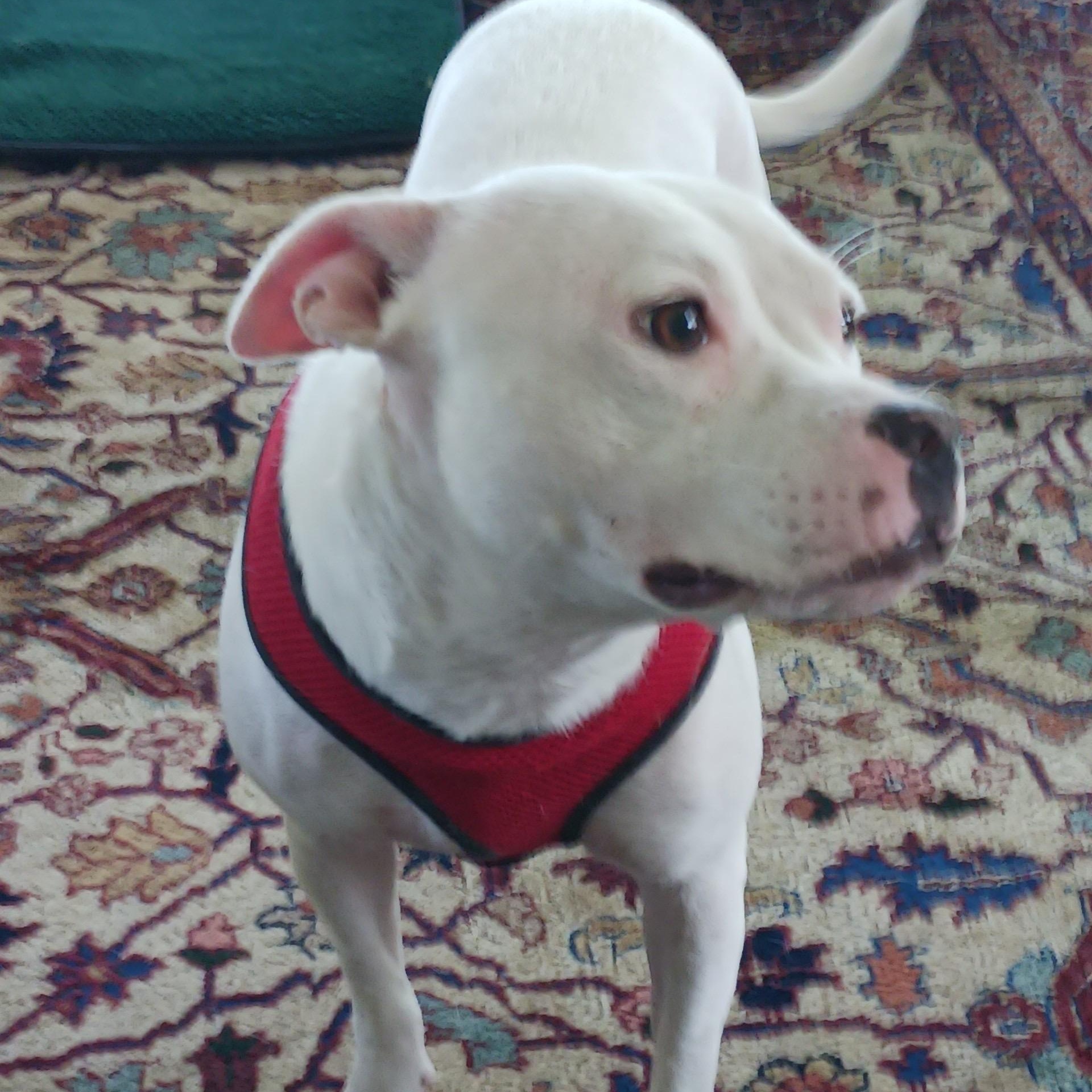 Molly 4
