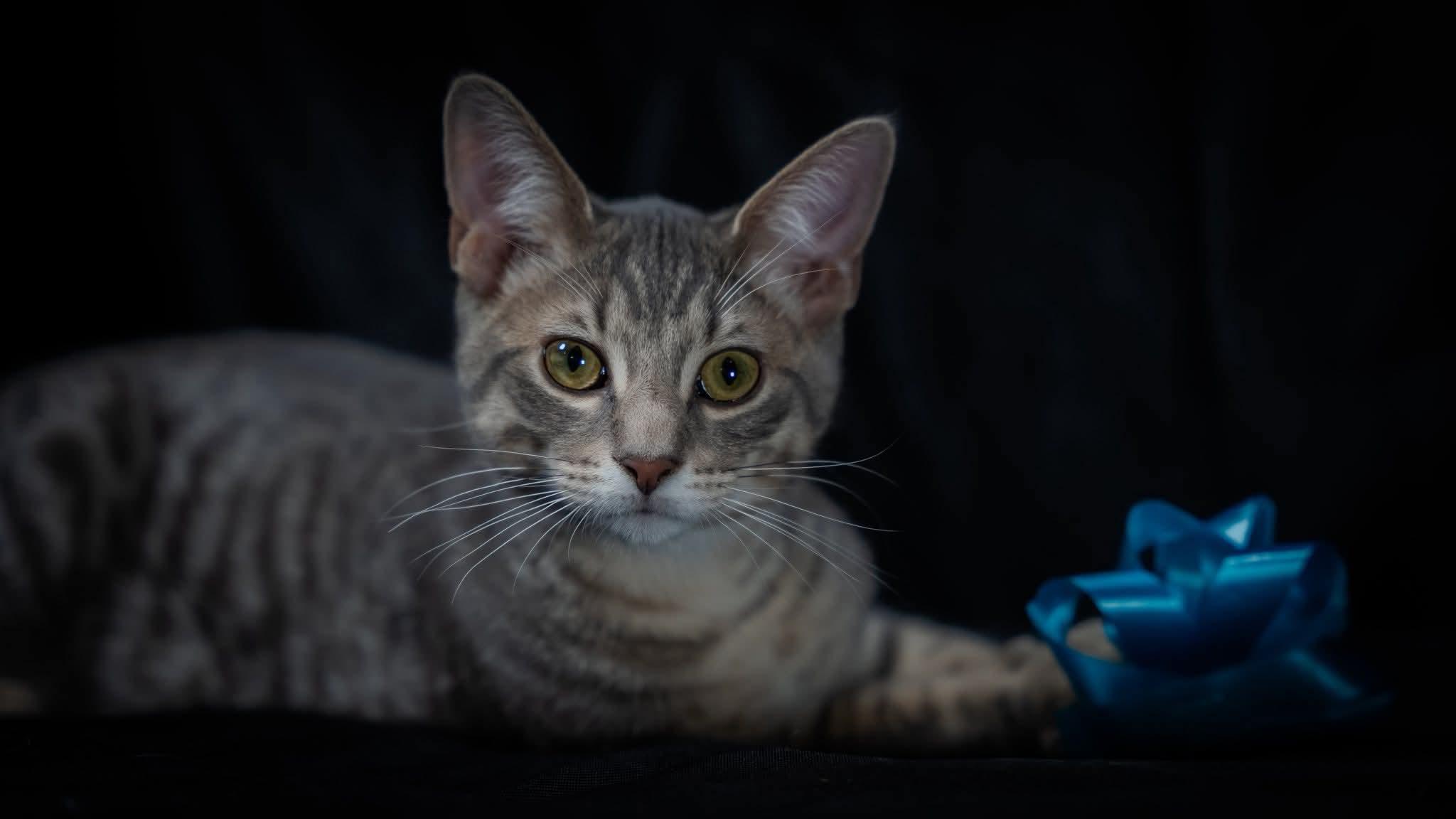 Enlarge Giant, a ADOPTABLE Domestic Short Hair in Alexandria, IN image 2/2