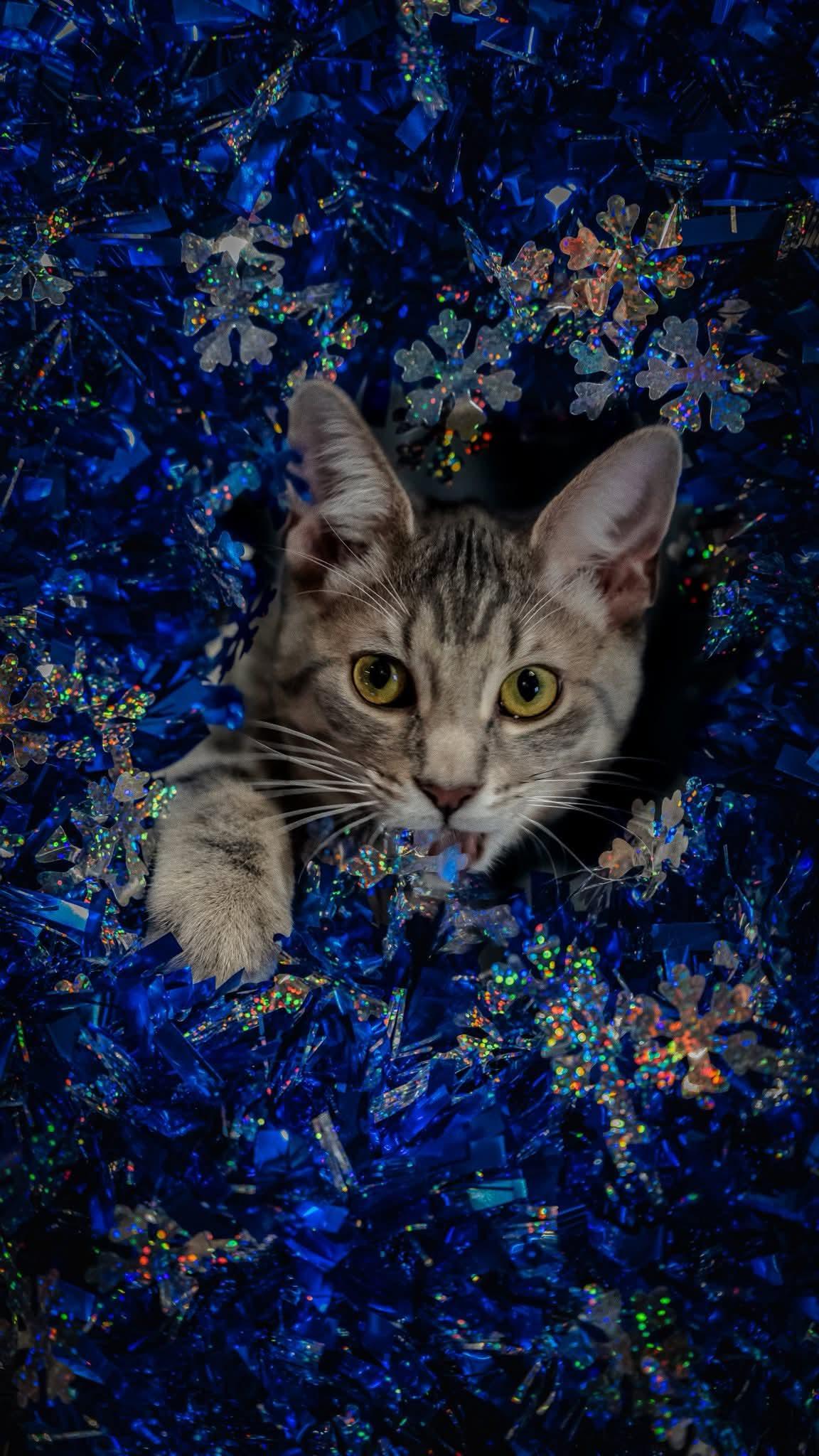 Enlarge Giant, a ADOPTABLE Domestic Short Hair in Alexandria, IN image 1/2