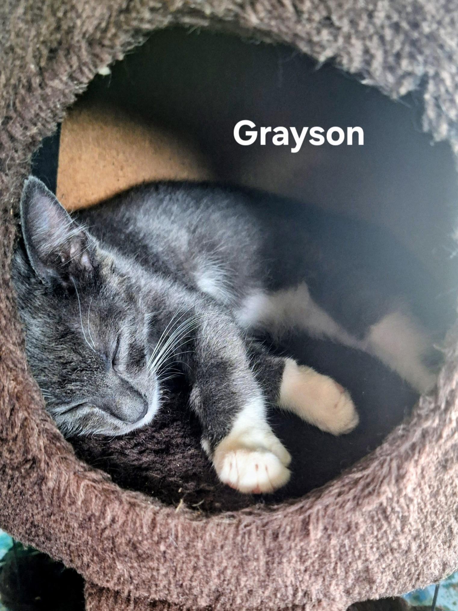Grayson, a ADOPTABLE Domestic Short Hair in Chicopee, MA image 4/4