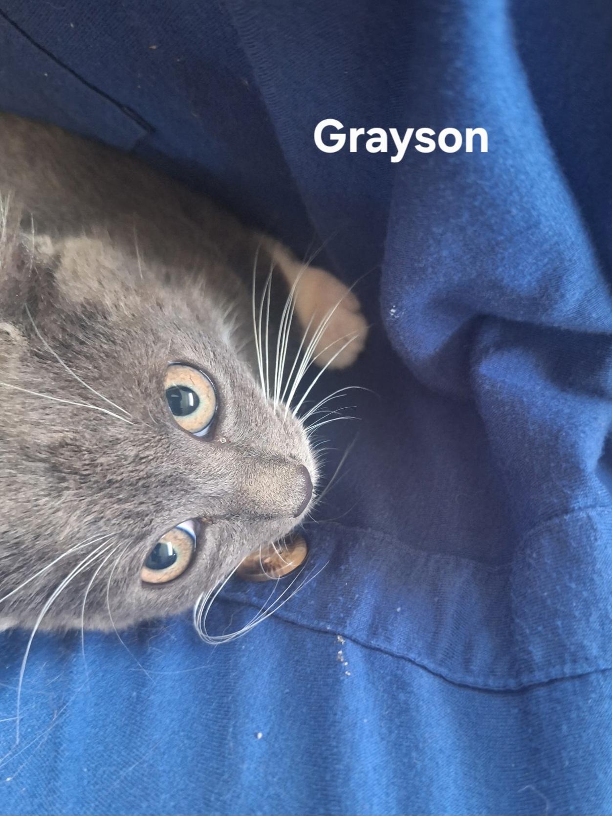Grayson, a ADOPTABLE Domestic Short Hair in Chicopee, MA image 3/4