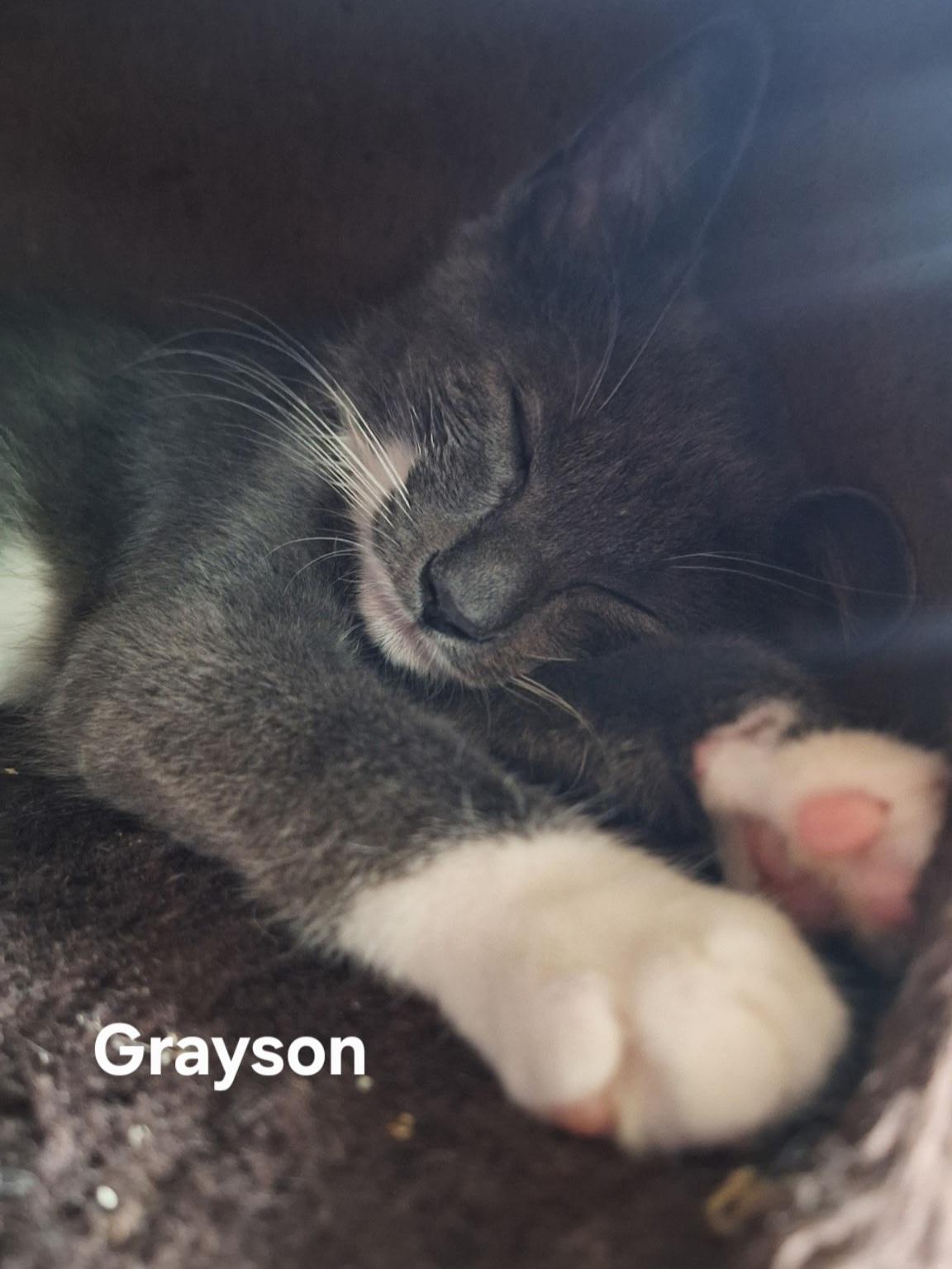Grayson, ADOPTABLE, Kitten Male Domestic Short Hair.