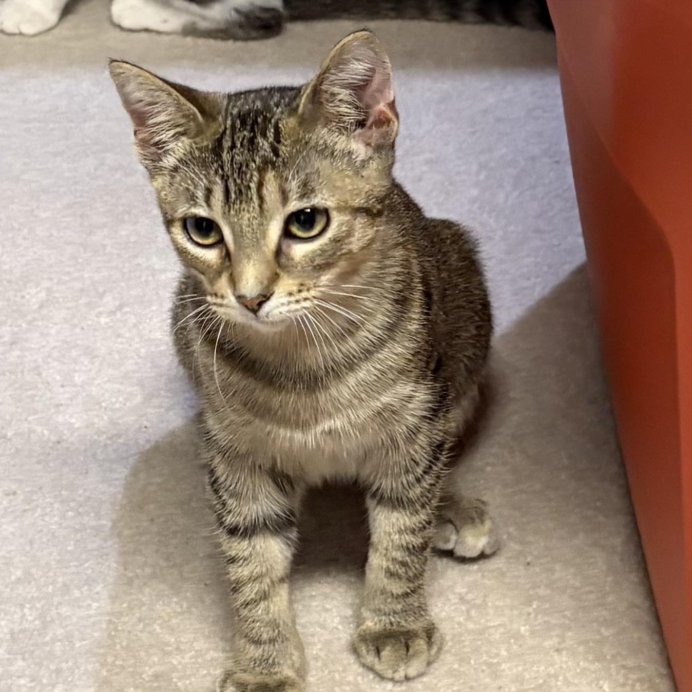 Enlarge Cheerio, a Adoptable Domestic Short Hair in Mineral Point, WI image 2/6