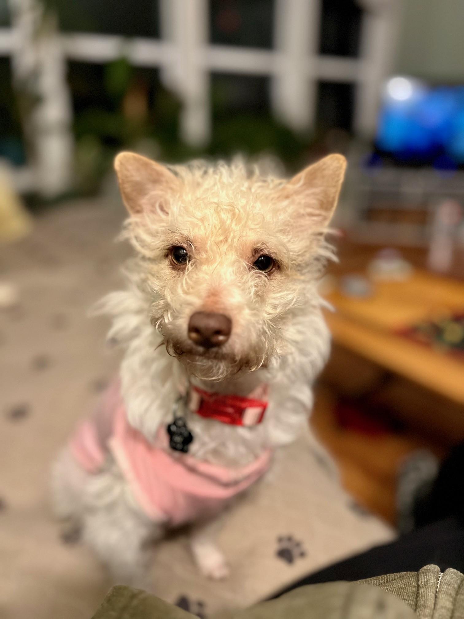 Enlarge Mona, a ADOPTABLE mixed breed in Yakima, WA image 2/3