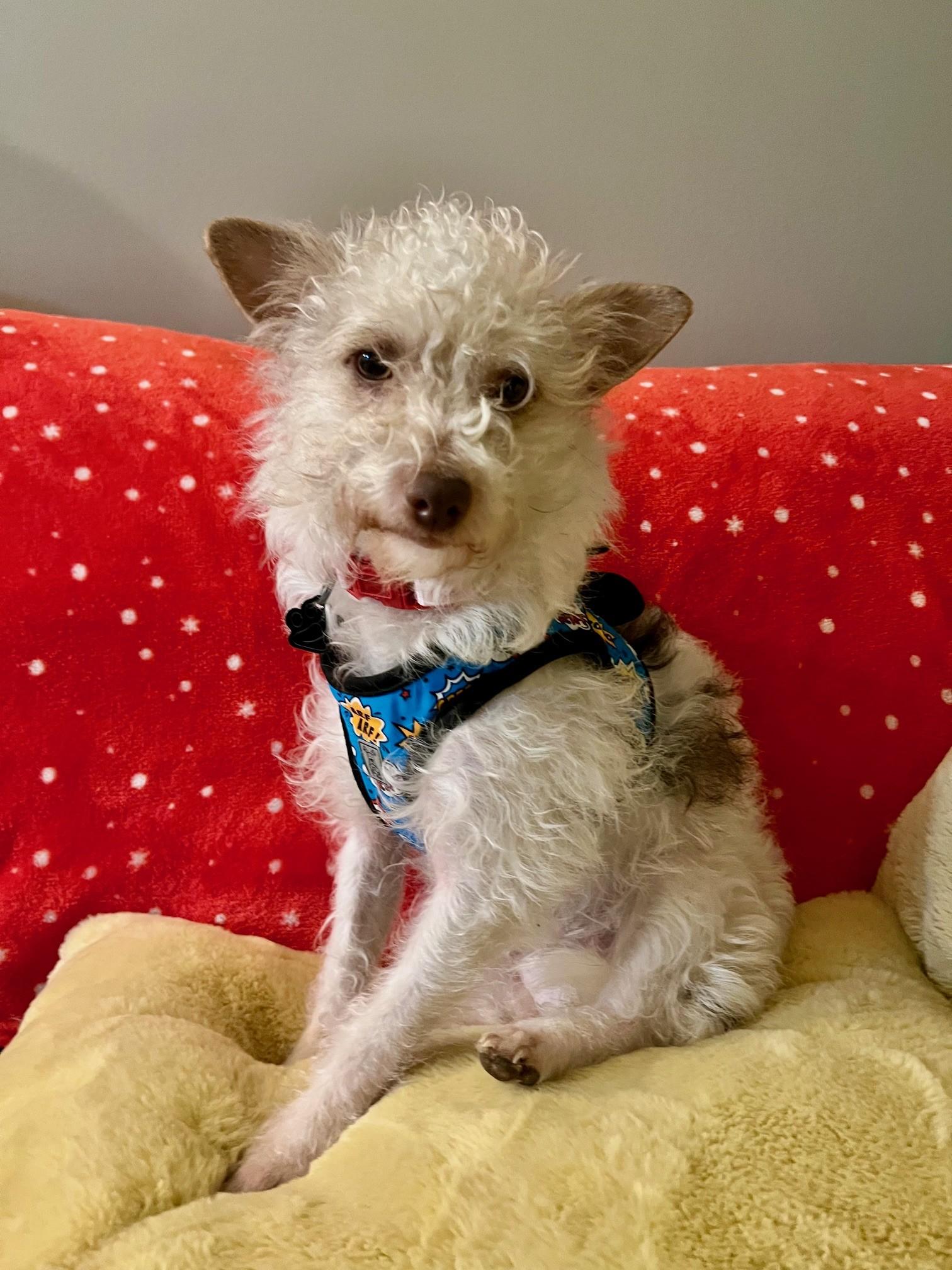 Enlarge Mona, a ADOPTABLE mixed breed in Yakima, WA image 3/3