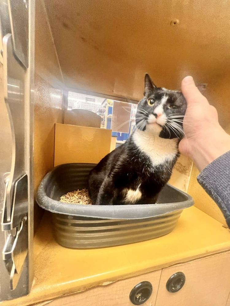 Enlarge Biggie, a Adoptable Domestic Short Hair in Patchogue, NY image 1/6