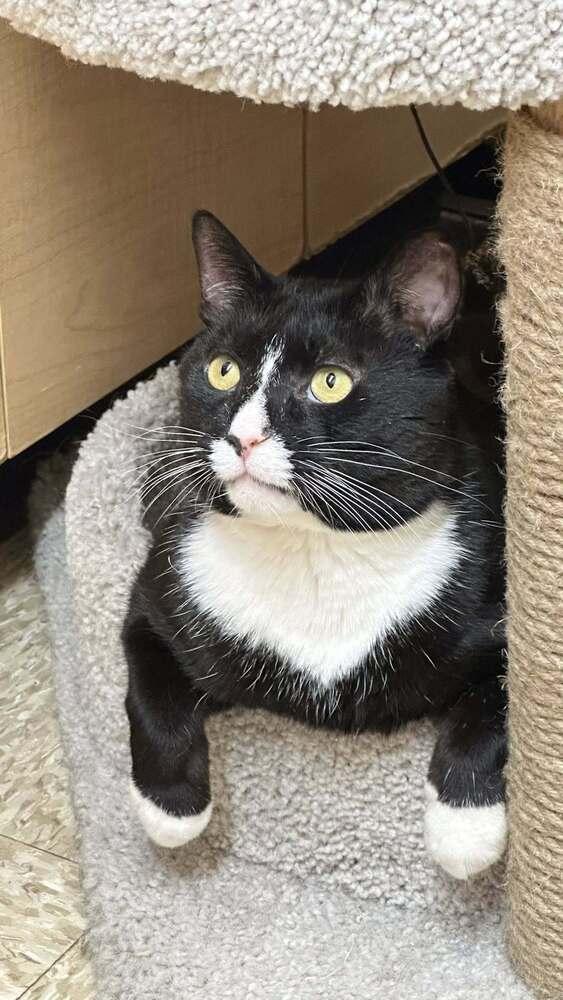 Enlarge Biggie, a Adoptable Domestic Short Hair in Patchogue, NY image 2/6