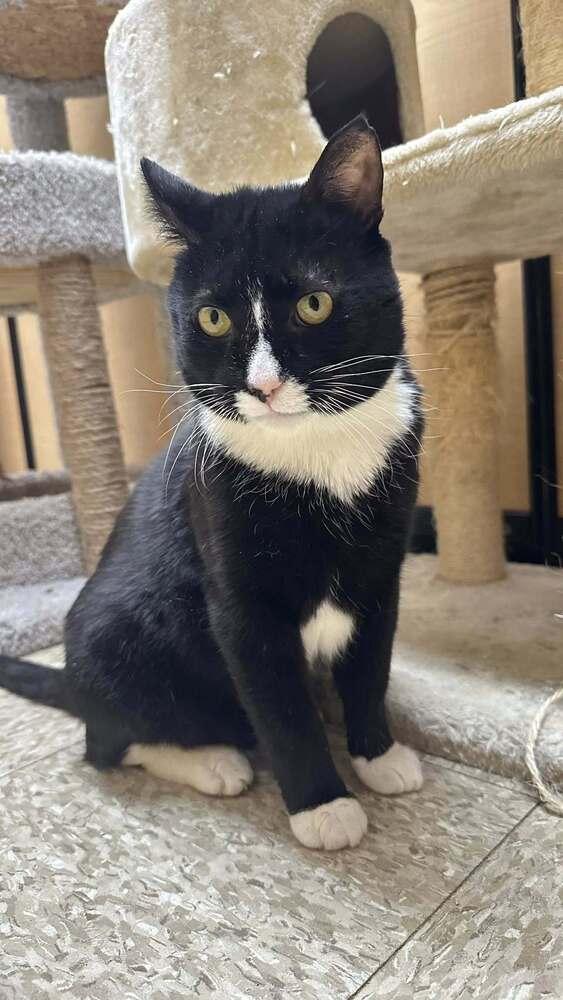 Enlarge Biggie, a Adoptable Domestic Short Hair in Patchogue, NY image 3/6