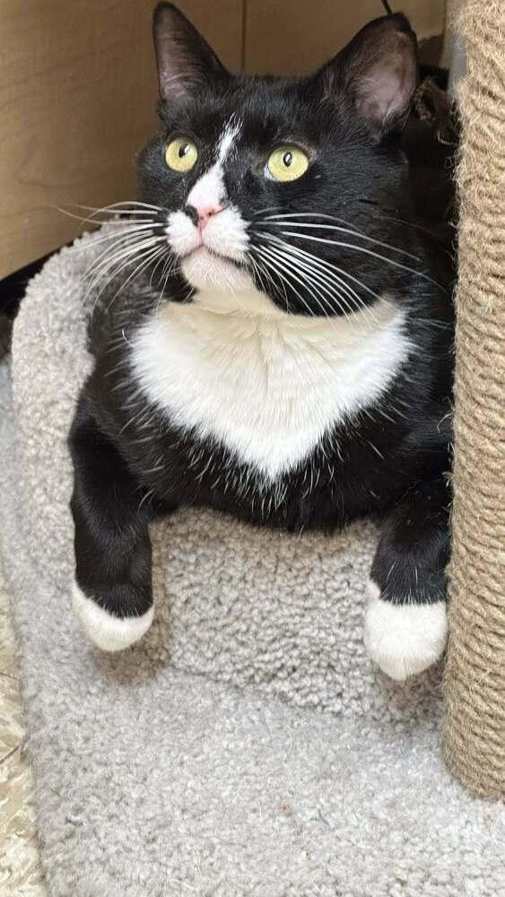 Enlarge Biggie, a Adoptable Domestic Short Hair in Patchogue, NY image 4/6