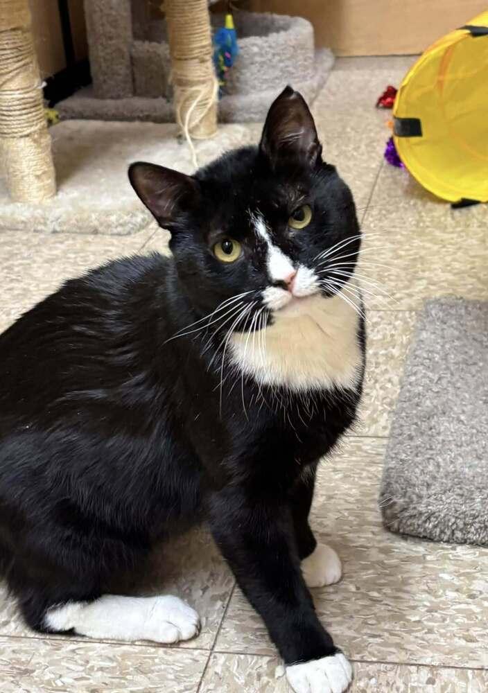 Enlarge Biggie, a Adoptable Domestic Short Hair in Patchogue, NY image 5/6