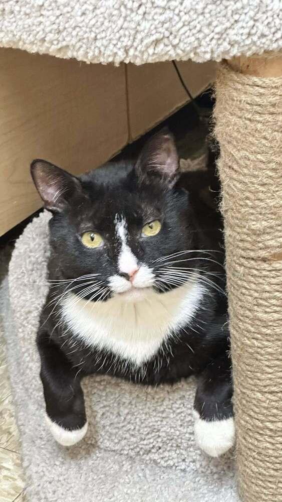 Enlarge Biggie, a Adoptable Domestic Short Hair in Patchogue, NY image 6/6