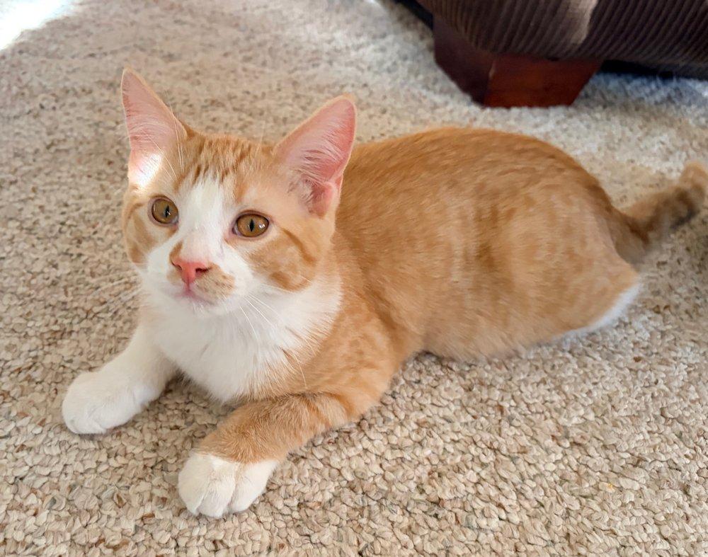 Enlarge Kittens, Hank and Cooper, an adoptable Domestic Short Hair in White Bear Lake, MN image 4/5