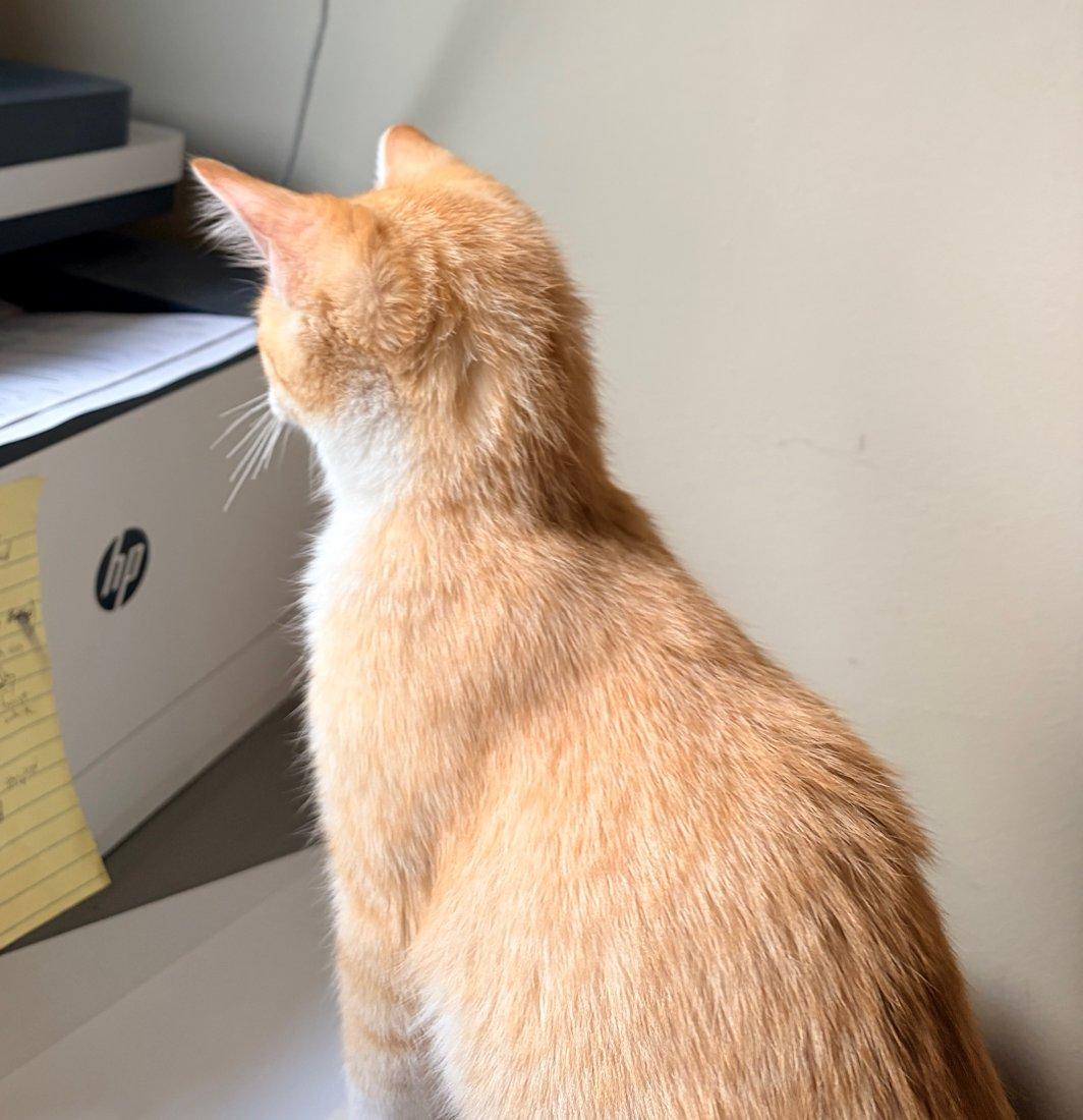 Enlarge Kittens, Hank and Cooper, an adoptable Domestic Short Hair in White Bear Lake, MN image 3/5