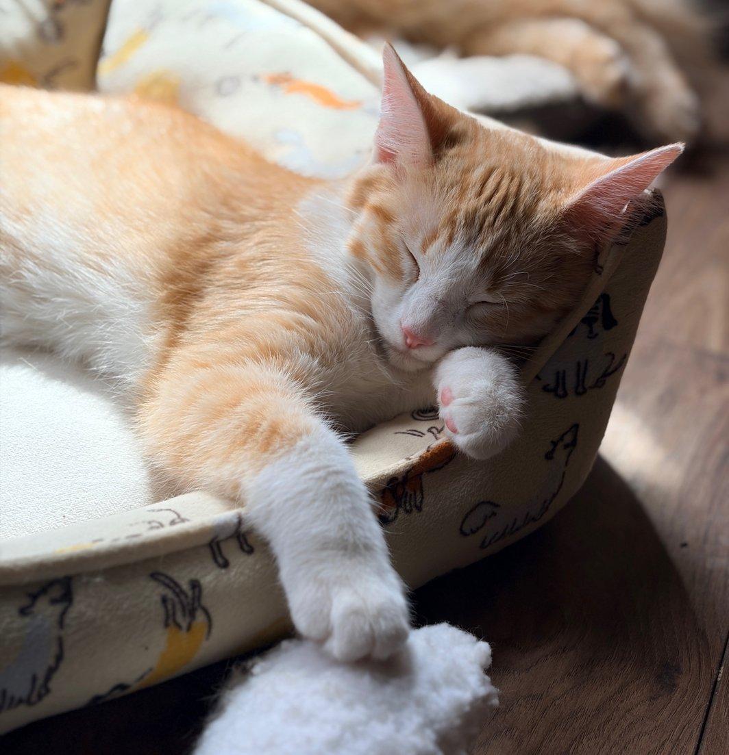 Enlarge Kittens, Hank and Cooper, an adoptable Domestic Short Hair in White Bear Lake, MN image 2/5
