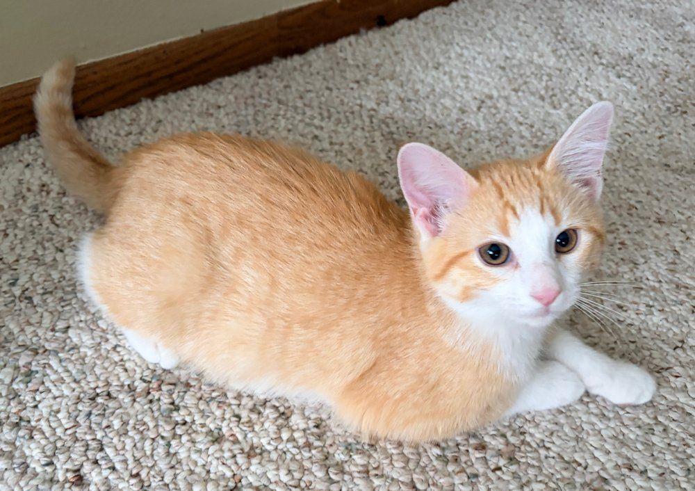 Kittens, Hank and Cooper, adoptable, Kitten Male Domestic Short Hair.