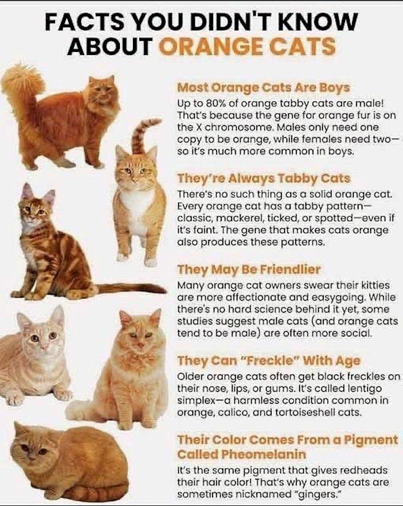 Enlarge Kittens, Hank and Cooper, an adoptable Domestic Short Hair in White Bear Lake, MN image 5/5