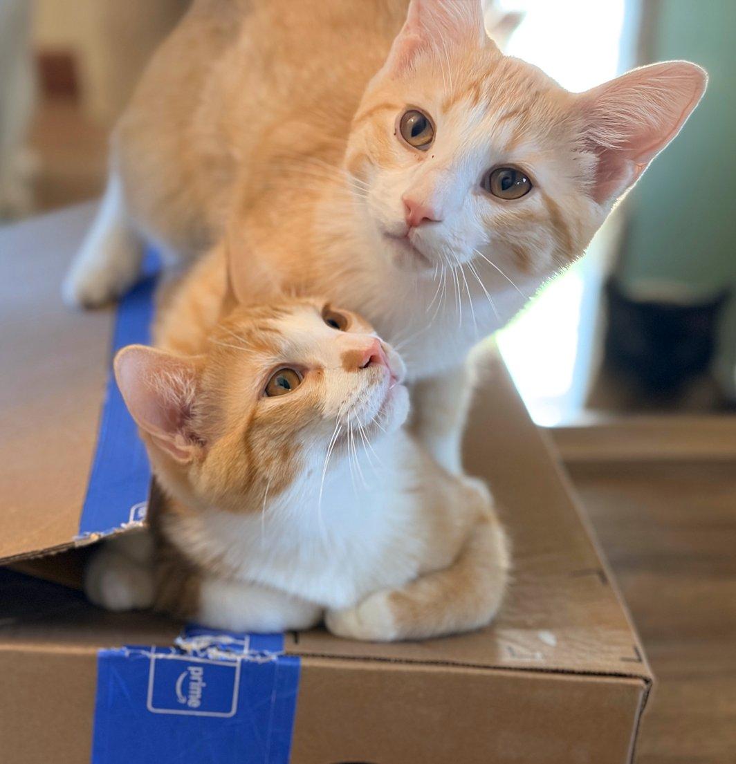 Kittens, Hank and Cooper, adoptable, Kitten Male Domestic Short Hair.