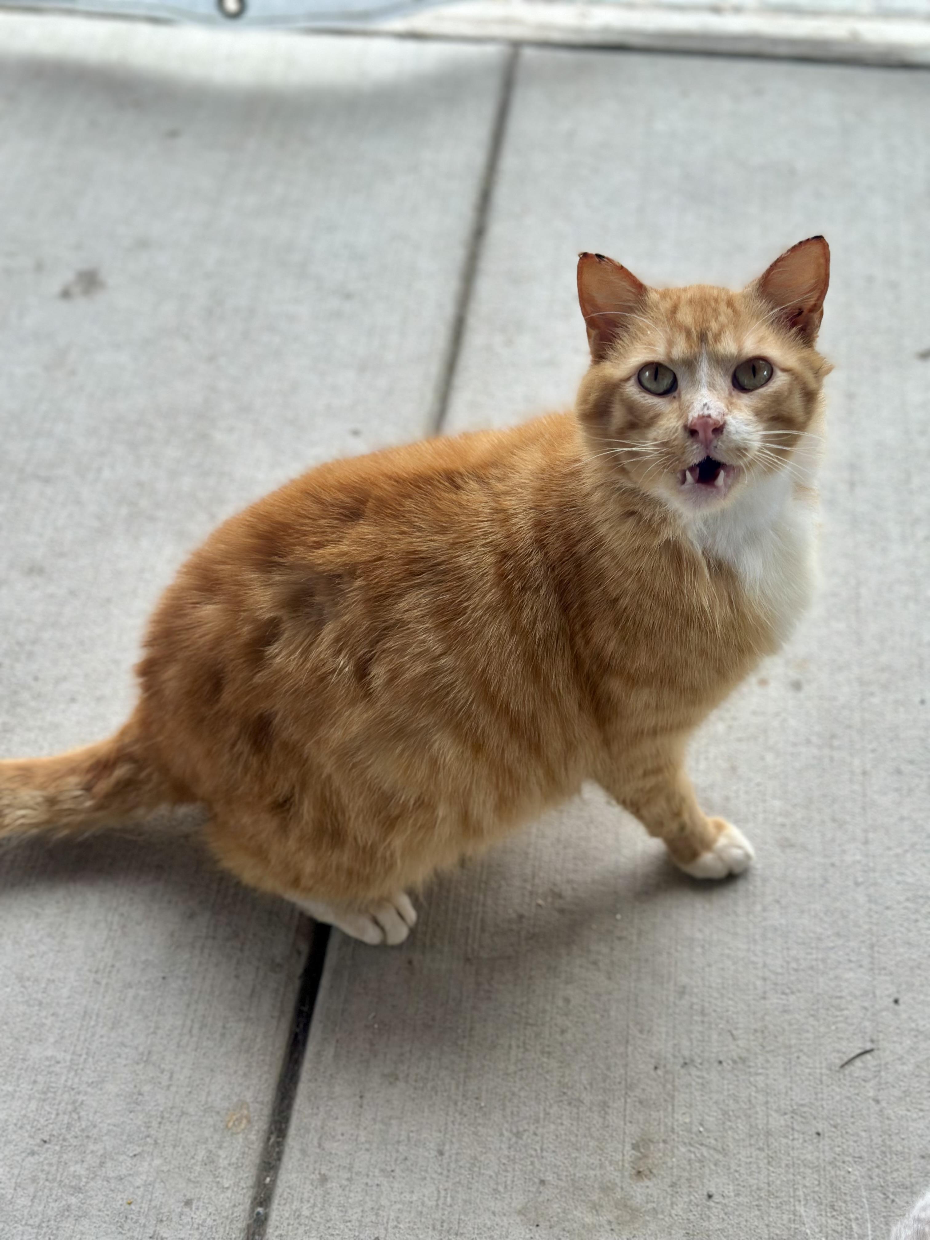 Enlarge Merlin, a ADOPTABLE Domestic Short Hair in Faribault, MN image 5/6