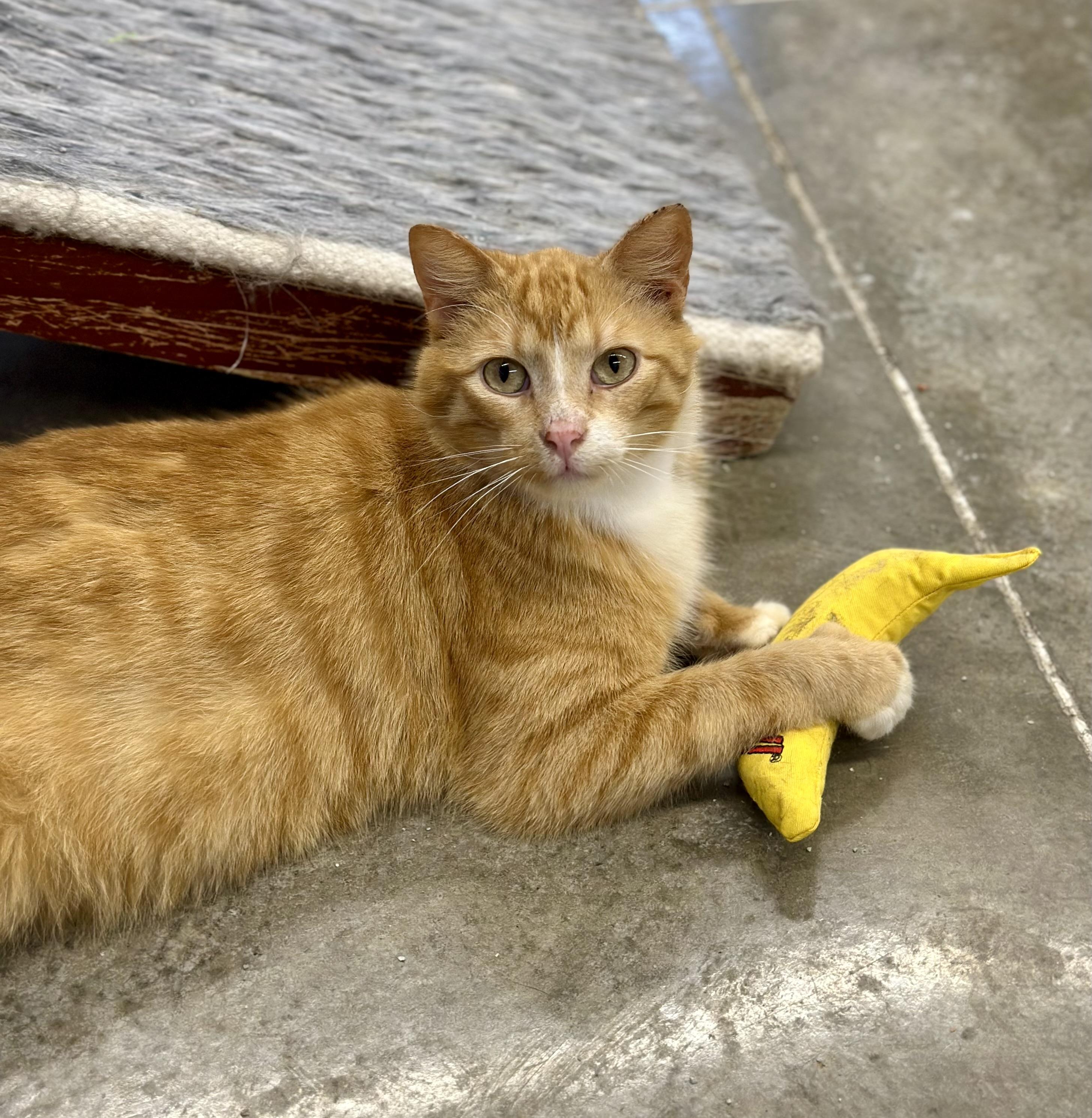 Enlarge Merlin, a ADOPTABLE Domestic Short Hair in Faribault, MN image 4/6