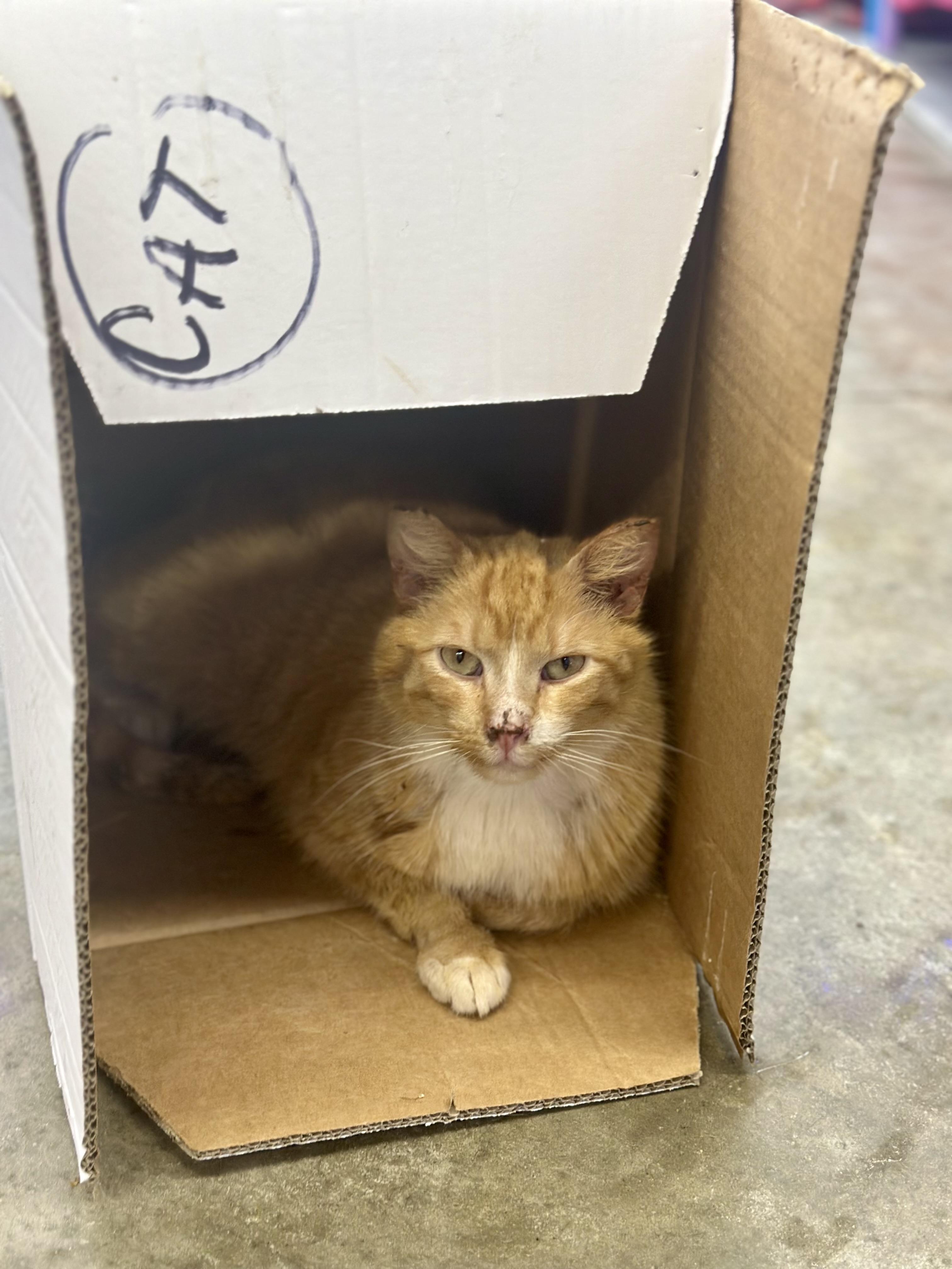 Enlarge Merlin, a ADOPTABLE Domestic Short Hair in Faribault, MN image 3/6