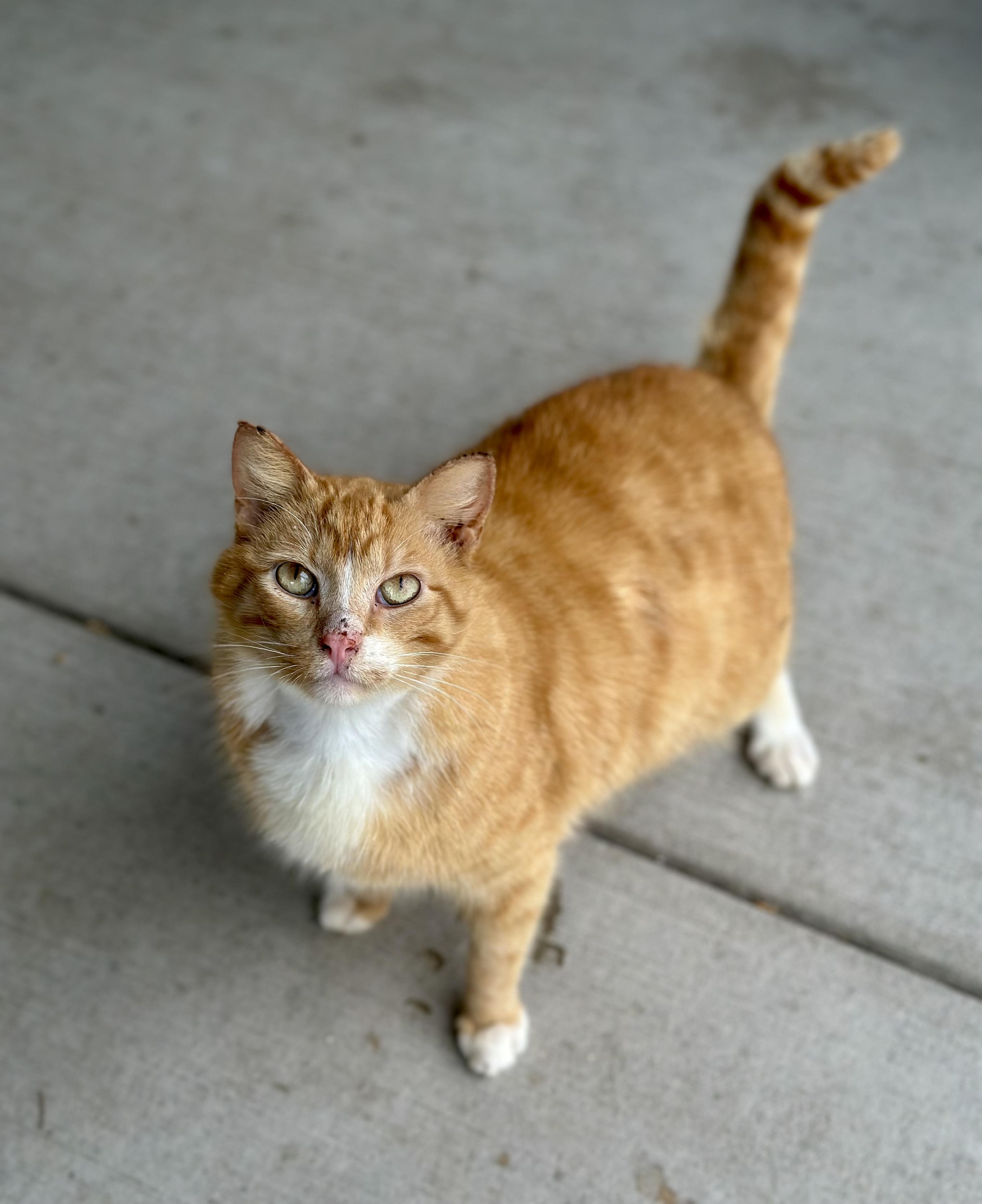 Merlin, ADOPTABLE, Adult Male Domestic Short Hair.