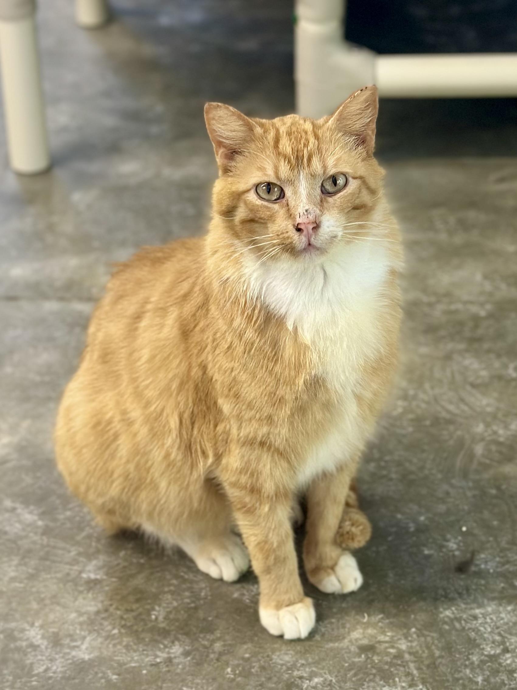 Enlarge Merlin, a ADOPTABLE Domestic Short Hair in Faribault, MN image 6/6