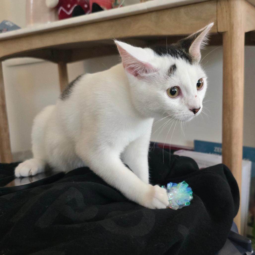 Betty Rizzo, Adoptable, Kitten Female Domestic Short Hair.