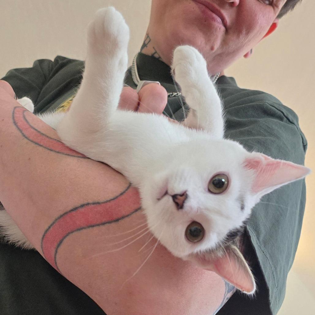 Enlarge Betty Rizzo, a Adoptable Domestic Short Hair in Jacksonville, OR image 2/5