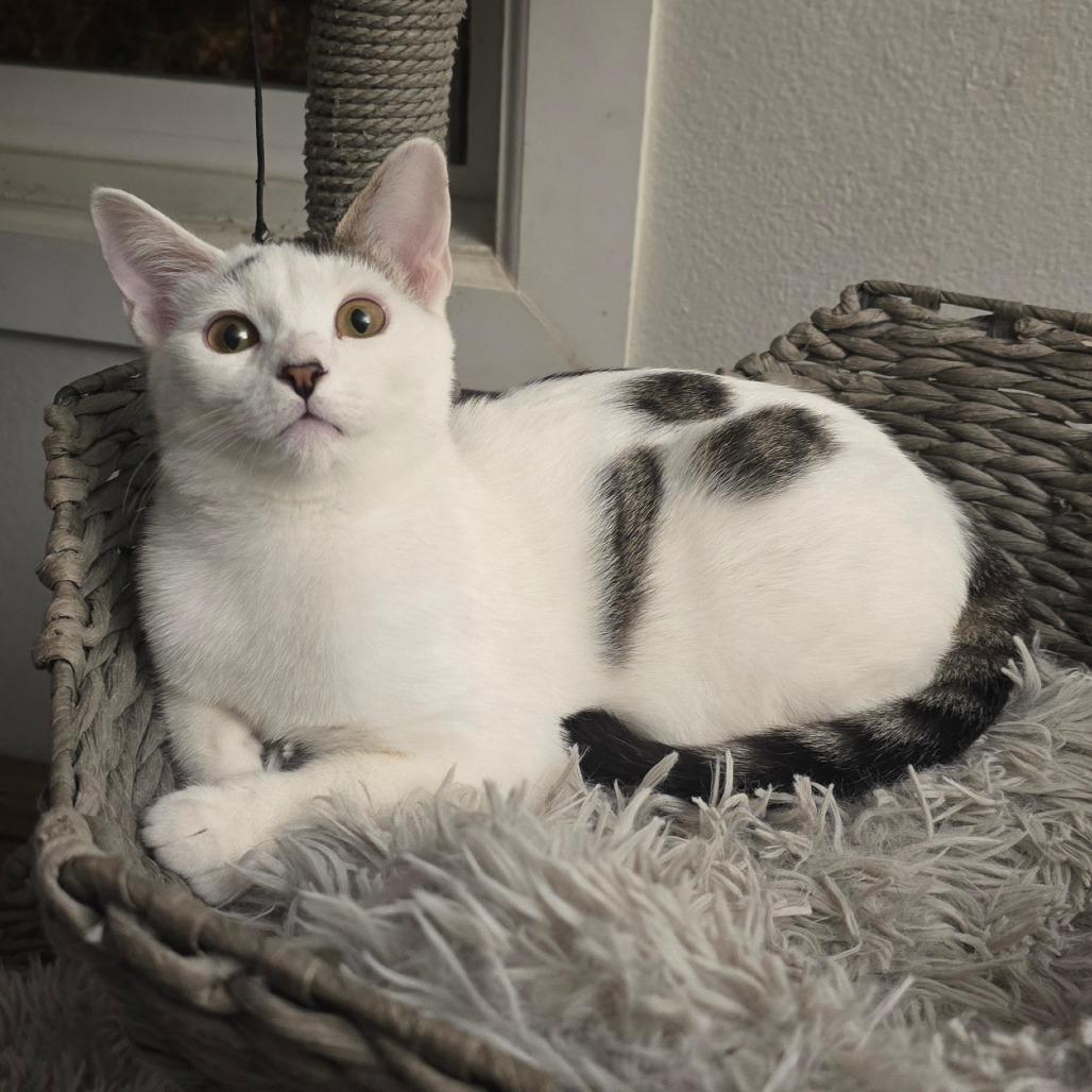 Enlarge Betty Rizzo, a Adoptable Domestic Short Hair in Jacksonville, OR image 3/5