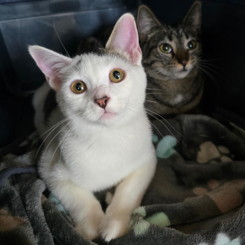 Enlarge Betty Rizzo, a Adoptable Domestic Short Hair in Jacksonville, OR image 4/5