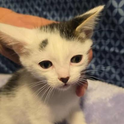 Betty Rizzo, Adoptable, Kitten Female Domestic Short Hair.